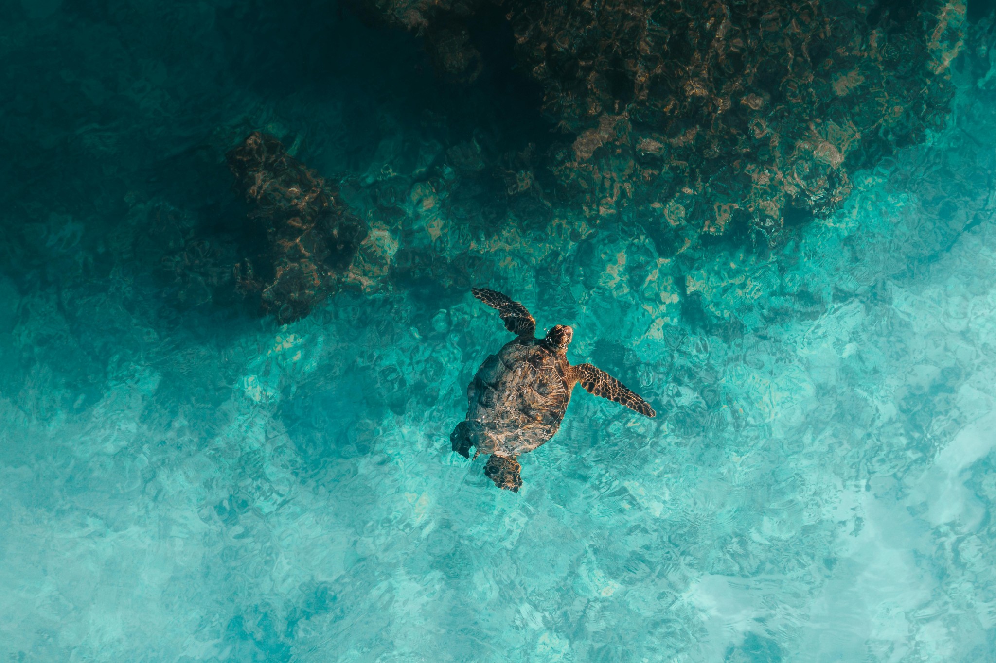 Turtle Snorkeling Mirissa