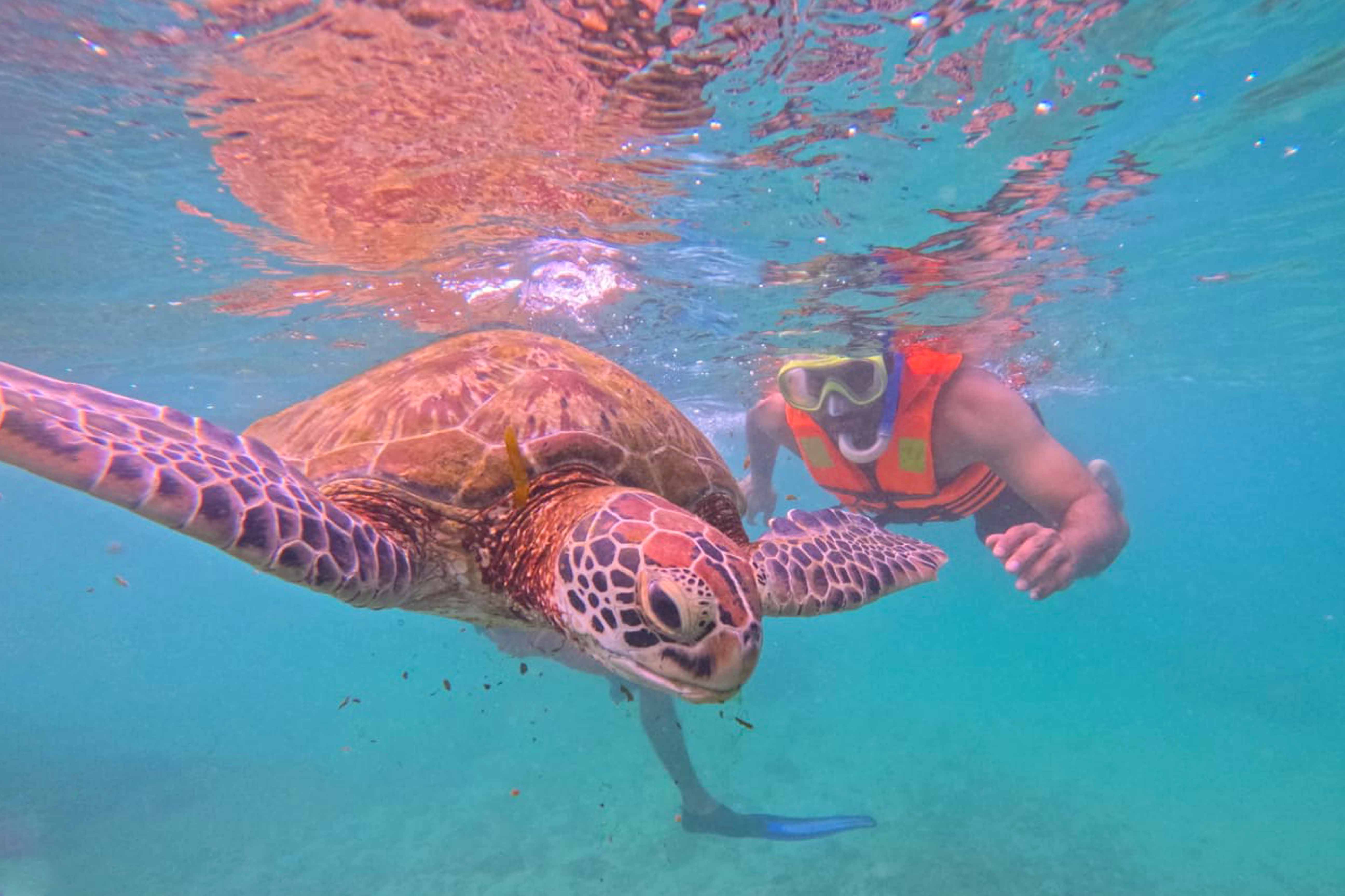 Snorkeling with Turtles