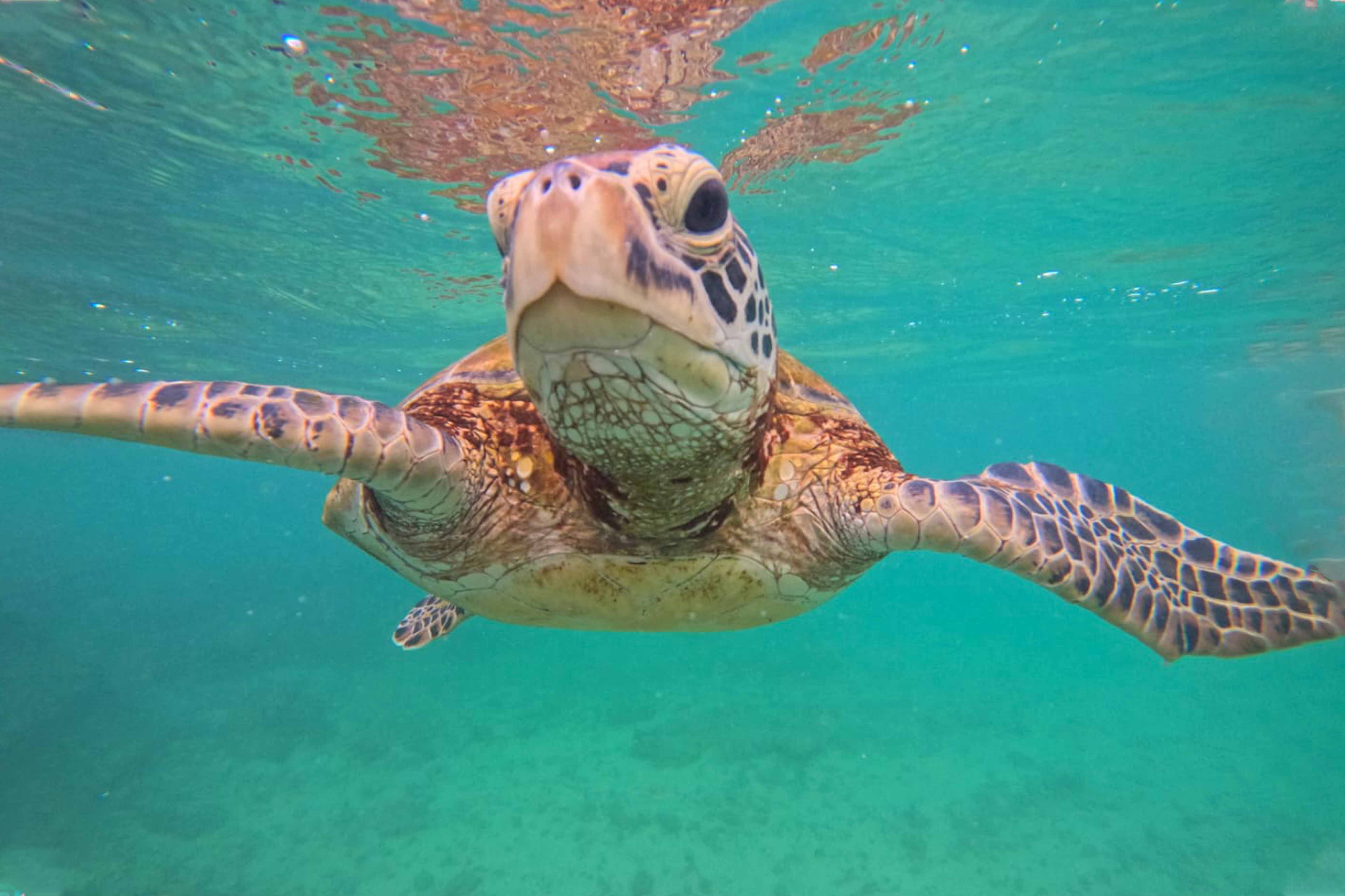 Turtle Snorkeling